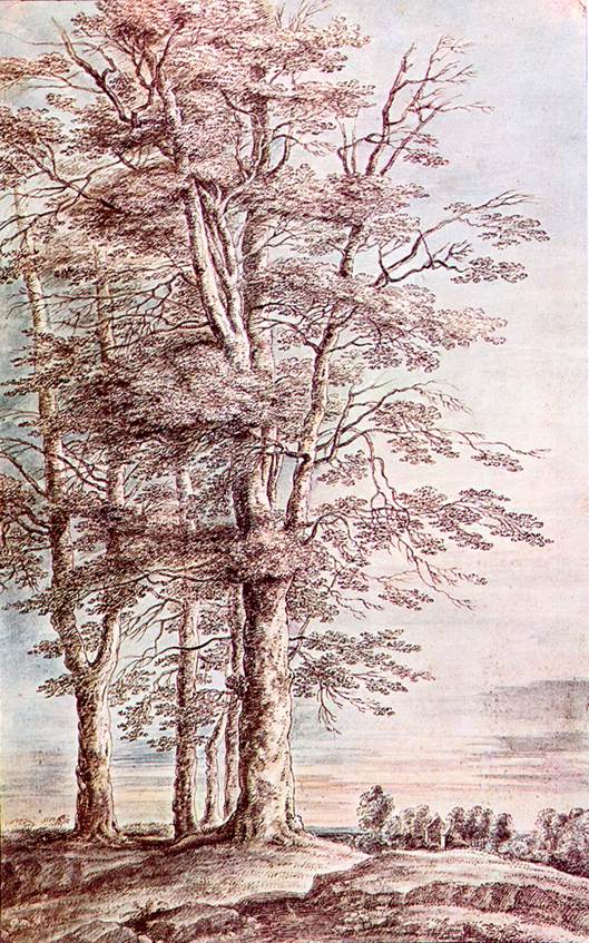 Landscape with Tall Trees dg
